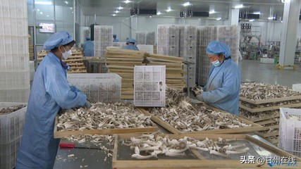 甘肅神農(nóng)菇業(yè) 工廠化量產(chǎn)鹿茸菇，打造循環(huán)農(nóng)業(yè)高質(zhì)量發(fā)展模式與飼料生產(chǎn)協(xié)同體系